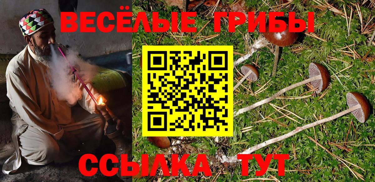 Псилоцибиновые грибы Psilocybe  Псилоцибиновые грибы GOLDEN TEACHER  Вход с VPN  Гусев 
